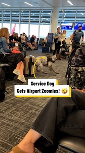 2.2M views · 10K reactions | My Service Dog Gets Airport Zoomies!   | Lovimals | Facebook