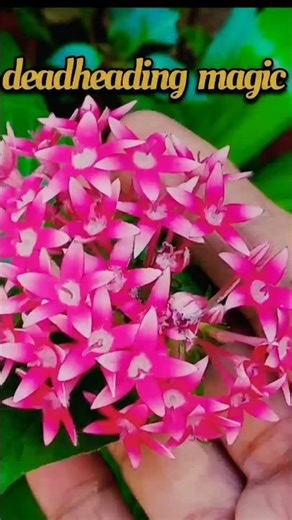 Pentas Deadheading 🌸 More Flowers Trick #Pentas Deadheading #viralshorts #Gardeningshorts #shorts