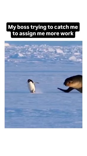 Charles Jennings on Instagram: "Please leave a message after the beep #programmerhumor #developer #workhumor #nature"