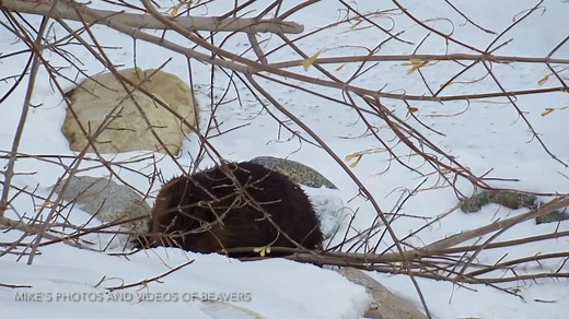 18K views · 2.6K reactions | A beaver on a snowy riverbank! This video from winter of 2023 shows a beaver climbing up the snow-covered, rocky riverbank to snip a couple of branches off of a felled tree. #beavers #wildlife #beaver | Mike’s photos and videos of beavers | Facebook