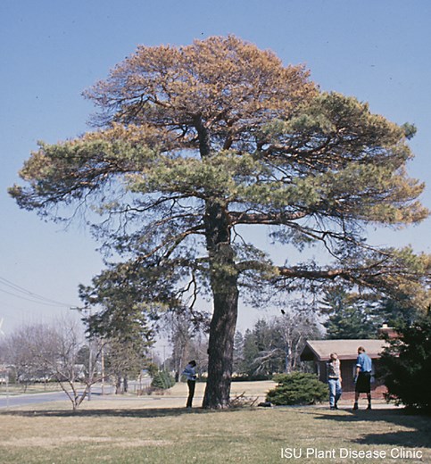 Pine Wilt Disease and Management