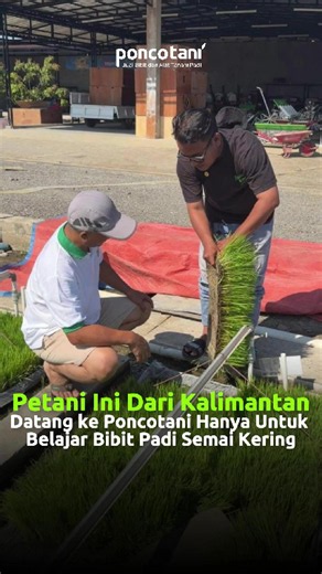 Cara Semai Bibit Padi Kering di Lapangan — Panduan Praktis Ponco Tani