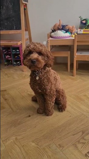 Labradoodle Vs Goldendoodle