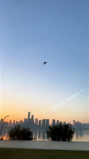 Tiny Acrobat in Action! Sugar Glider Flight Training You Can’t Miss! #sugerglider #pets