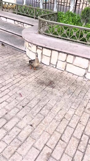 #disneylandresort #california #duck #donald