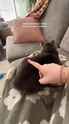 only took 45 seconds #cutecats #catinfluencer #rescuecats | Polly Pocket