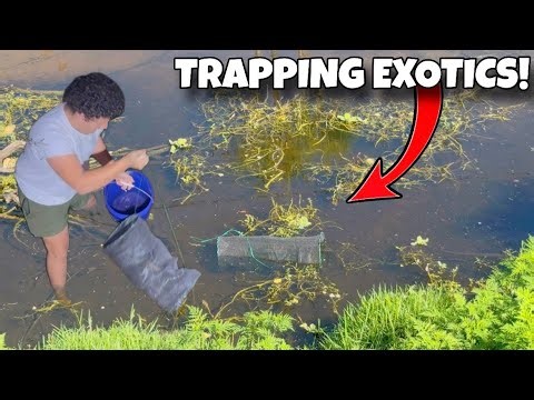 Trapping EXOTIC Cichlids in Hidden Tunnel Creek!