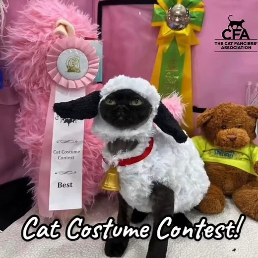 2K views · 44 reactions | Come To The Morgantown, PA Extravaganza Cat Show! https://fb.me/e/Mt5nJsvI #morgantown #readingpa #pottstownpa #coatesville #chestercountypa #morgantownpa | CFA Cat Shows | Facebook