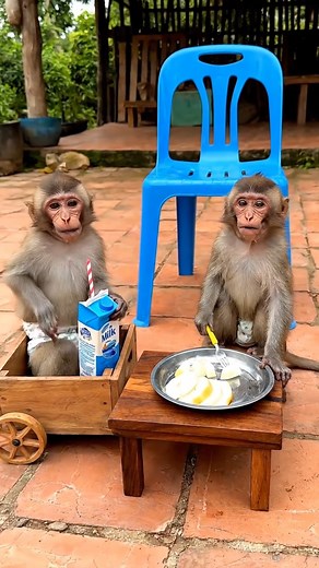 2.9K views · 64 reactions | Baby monkeys are eating fruit and drinking milk #monkey #love #animals | Monkey Family | Facebook