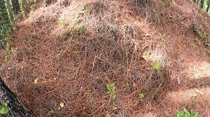 92 reactions | Exploring in The Green Swamp Wilderness Preserve | Florida Trailblazer | Facebook