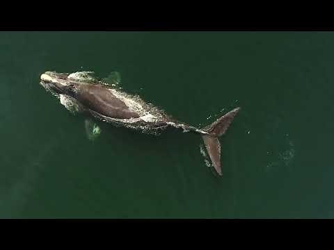 Espèces en péril au Canada atlantique - Baleine noire de l'Atlantique Nord