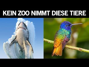 Diese Tiere wirst du in keinem Zoo der Welt finden!