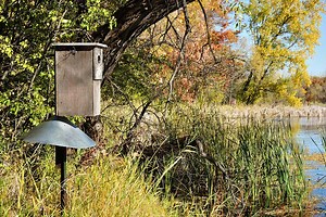 Hanging a Wood Duck Box is More Than Just Conservation