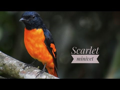 scarlet minivet (male)preening time-BIRDS OF KERALA
