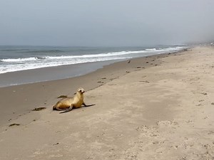 1K views · 222 reactions | NOAA Fisheries West Coast on Reels | Facebook