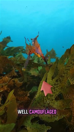 This "Seaweed" Is Actually a Living Dragon! 😱