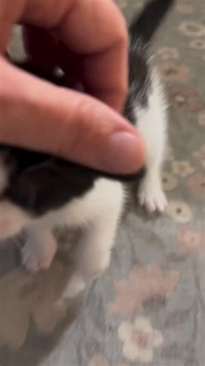 FREE KITTENS ALERT! We've got a whole crew of adorable fur babies looking for their forever homes! These cuties were strays we took in, and now they need a loving family to give them the life they deserve. Plus, their momma cat is looking for a new home too! If you're ready to add some joy and snuggles to your life, message us! Let's find these little furballs their purrfect forever homes! | Free Orange Kitten For Adoption