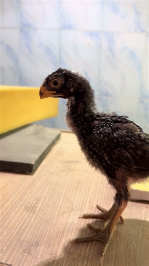 Identifying Male and Female Parrots: A Complete Guide