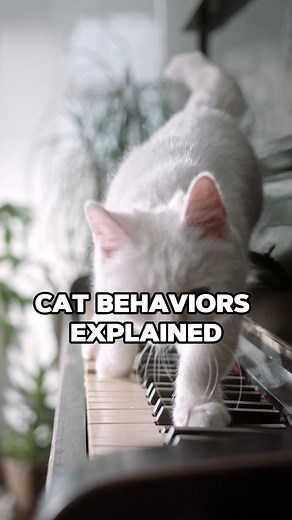 Does your cat do strange things that you don't understand?  Here are the reasons behind a few of them! _ #catlovers #petparent #cutecats #cats | Yummypets | Facebook