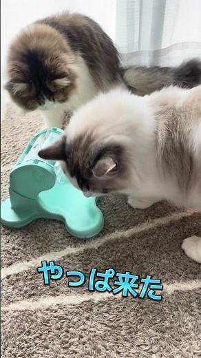 おもちくんはおやつを食べる時に横取りされるからきなこちゃんを巻いて食べることがあります🍪☕️💕 #多頭飼いの日常 #おやつ #cat