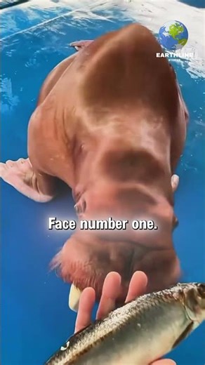 Yes or No Walrus Test #Walrus #FunnyShorts #animallovers