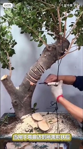 Bonsai Tree Care & Making Tips | Complete Beginner Guide