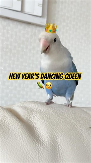 A Little birdie dancing queen🥰#dancingbirds#cute#viral#birdstiktok#enjoy#pets
