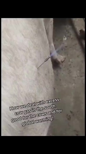 Cow Gas Release Valve Flame and Other Fascinating Cow Facts