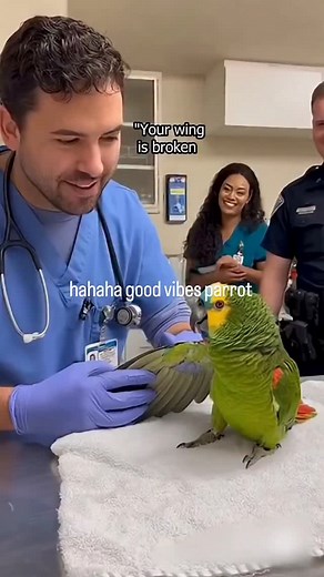 cool parrot | Eve Lin