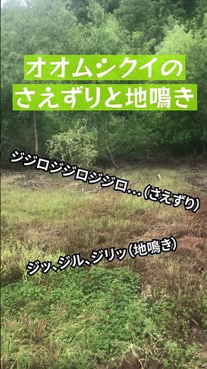 BIRDER「オオムシクイ（Kamchatka Leaf Warbler）のさえずりと地鳴き」（♪鳥くん）