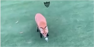 WATCH: Cheeky fox STEALS golf ball on tee box then does a runner into the woods