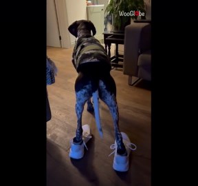 Dog runs in shoes like a diva and completely owns the moment