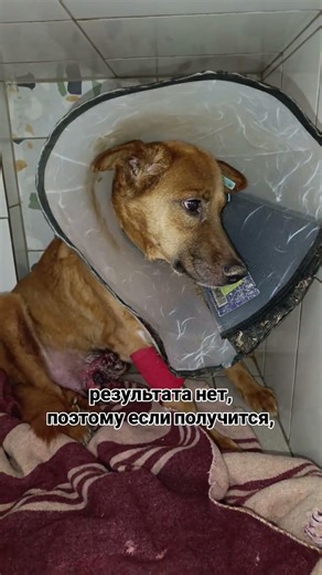 У Пончика, скорее всего, рак. 😭Опухоль прогрессирует #89176491175 #помощьбездомным #собака #приют