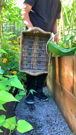 Harvesting the Rainbow in Our Backyard Garden