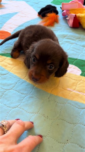 Matilda Learns to Growl: A Hilarious Dog Moment
