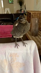 We have all fallen in love with this magpie with a huge personality. Why did we call him Molly ? When Molly was a young fledgling we thought the name suited him perfectly , we also thought he was a girl . As time went by Molly lost all of his feathers to make room for new ones & when the new ones were appearing we started to question whether Molly was in fact a boy . Before our eyes Molly transformed into a beautiful Magpie Prince . The back of Mollys neck was completely white and his beak was l