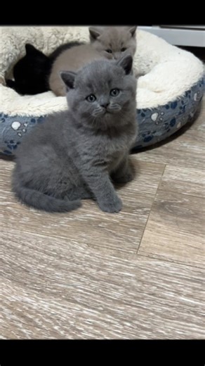 britiscat.ge in Georgia on TikTok