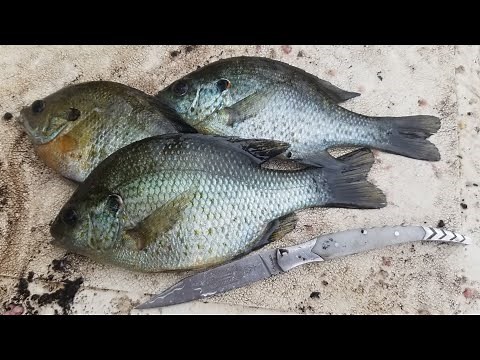 3 Day Fishing Trip & Panfish Catch & Cook - Exploring new rivers and lakes