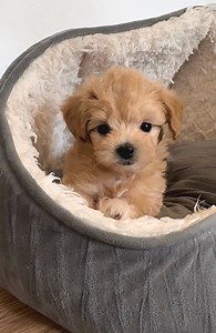 420K views · 10K reactions | Hi everyone!!My name is MaxI am tiny 7 weeks old Maltipoo puppy #doglover #doglovers #cutnessoverload #cutepetclub #toomuchcuteness #toocute #toocuteforwords#puppy #puppylove #puppylover #reelsvideo #trendingreels #maltipoosofinstagram #maltipoos #cutestpuppy #dogs #cutestdogs #teddybearlove #teddybeardog #dogofinstagram #instadog #instadoggy #doglife #doglifeisgood #mlapets #pet #petlovers | MLA Pets - My Little Angels | Facebook