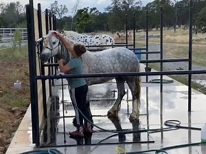 78K views · 2K reactions | One of the many reasons I love StarFireGypsy and just another reason they will be the only trainers we will ever use, is their attention to detail . Epona getting a bath before her 10 hour ride home tomorrow ❤️ also notice how calm she is  | CedarCreekGypsyHorses | Facebook