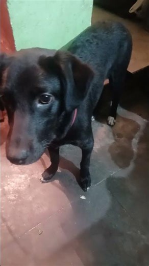 DOG #FUNNY #COMEDY #LABRADOR #SORTS @S.K.SONKAR2006