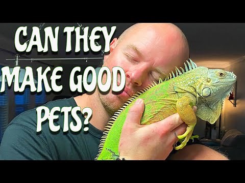 Why IGUANAS Are Good pets - Digging Deep