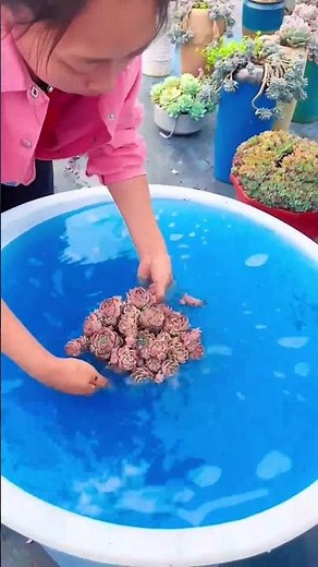 How to Prevent Succulent Fungus with Copper Fungicide | Monthly Routine