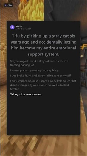 TIFU by picking up a stray cat six years ago and accidentally letti...