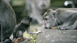 Baby monkey and adult monkeys around at Sacred Monkey Forest Ubud Bali Indonesia .