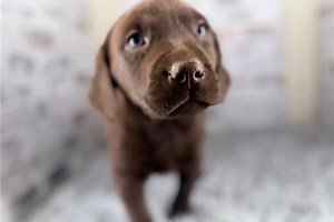 Brownie - Labrador Retriever Puppy 6F2103