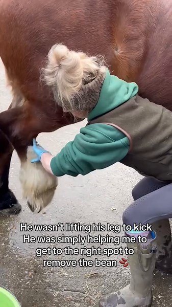 Effective Bean Removal and Sheath Cleaning for Horses