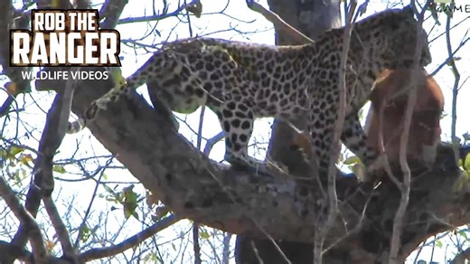 Leopard Eats An Impala