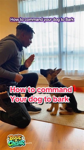 How to Train Your Dog to Bark on Command