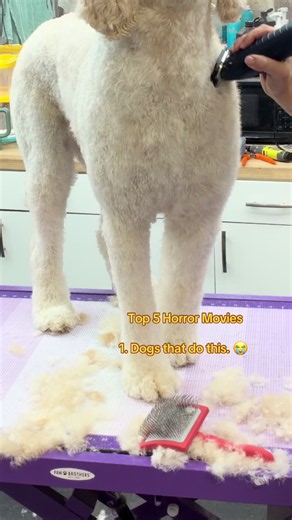 Quickest Way I Lost My Marbles — Goldendoodle Scare